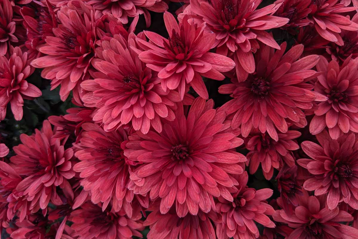 pink daisies
