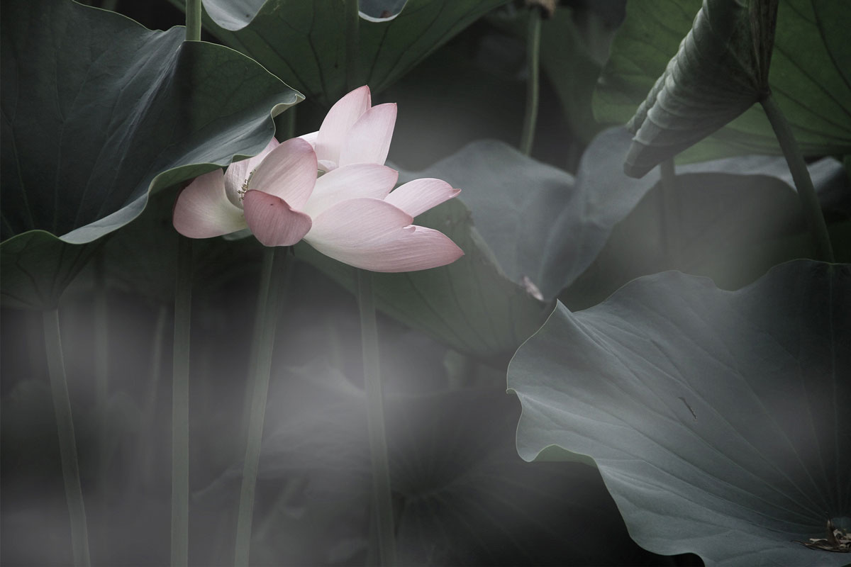 lotus tucked behind a leaf