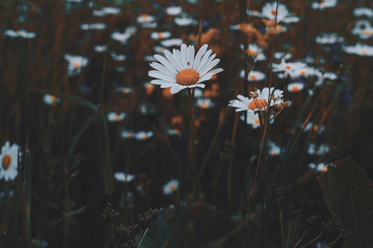 flowers in a meadow