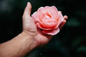 pink rose in a hand