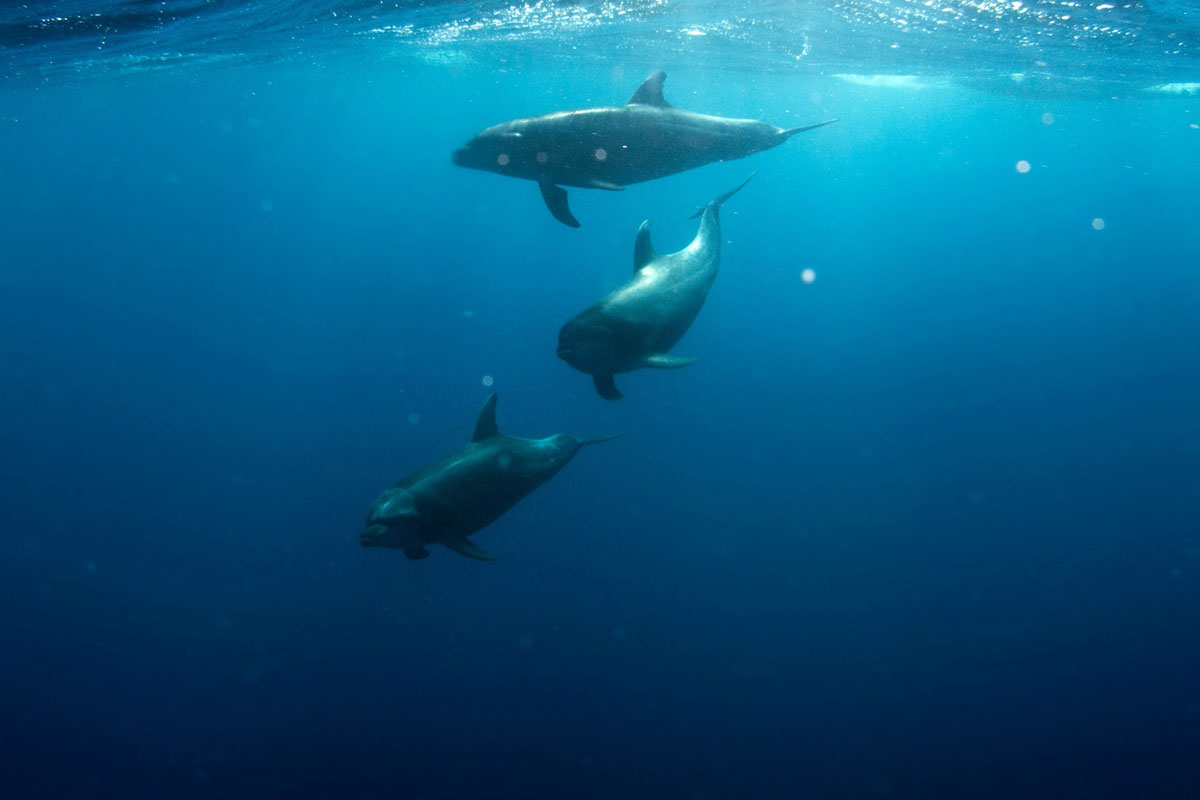 three dolphins swimming