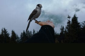 bird sitting on a hand