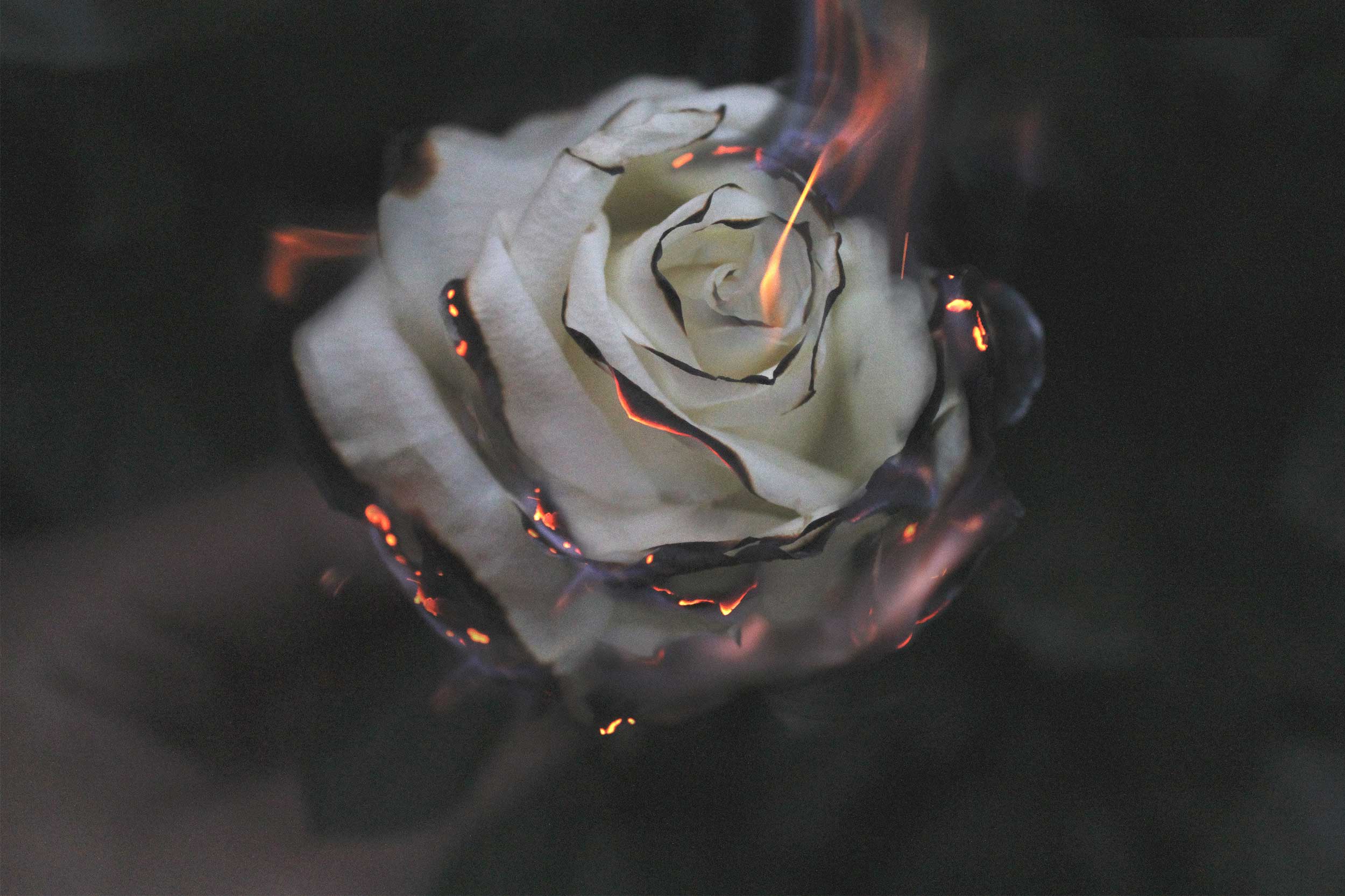 burning roses