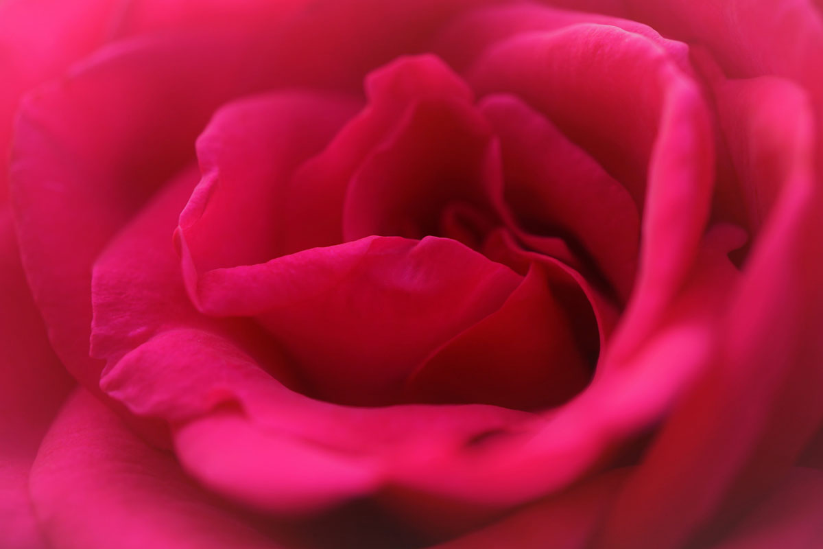 closeup of a pink rose