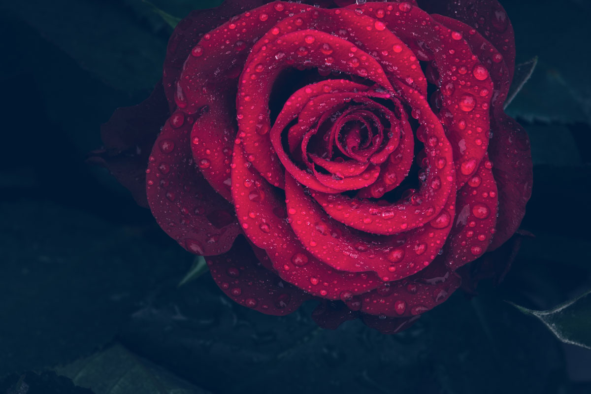 rose with dew drops