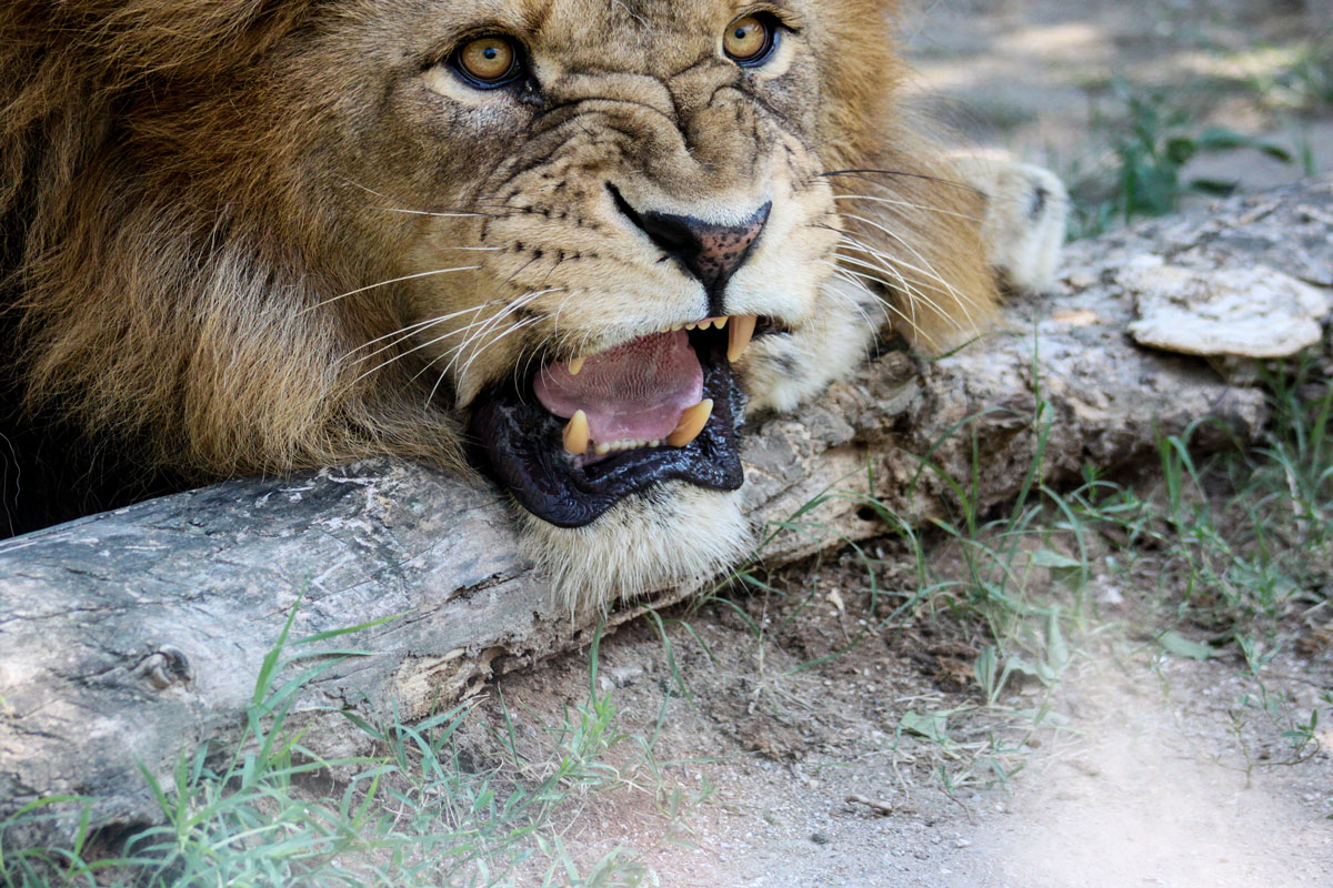 Африканский лев. 08. Сафари крутые пейзажи с львом. Лев с сигарой. Пензенский зоопарк саран в пензе.