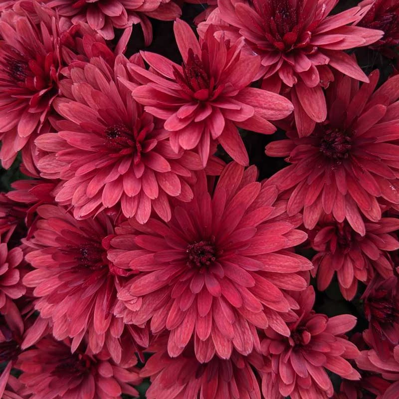 i-am-loving-awareness pink daisies