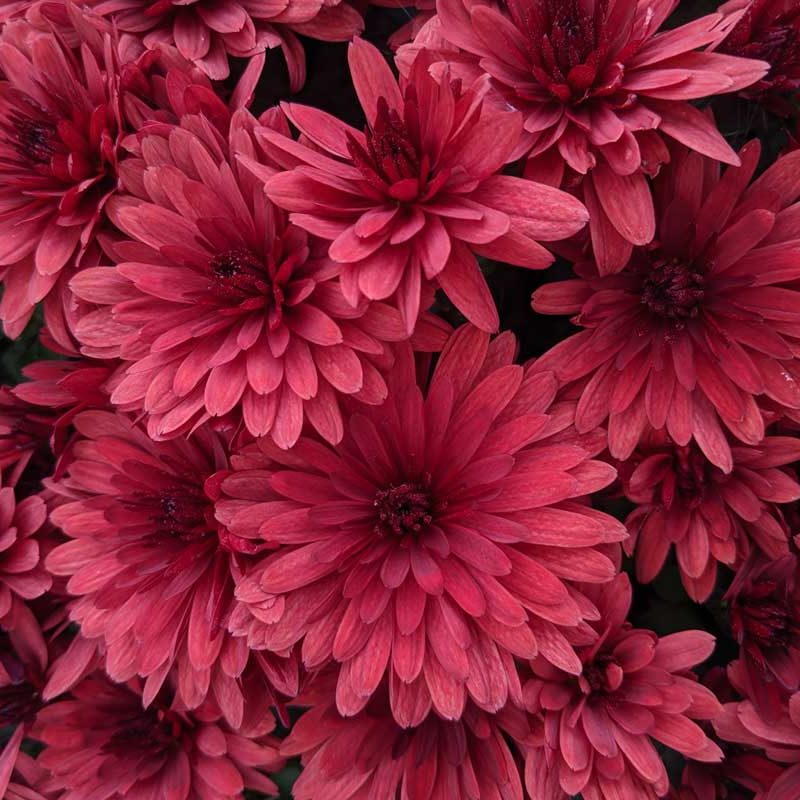 pink daisies